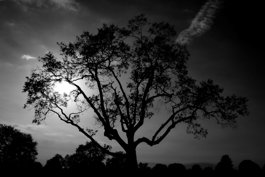 2010 10 23 IMG 13231bw